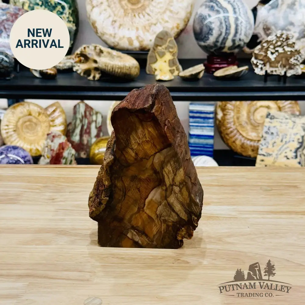 Stinkingwater Oregon Petrified Oak Wood Table Accent 8’’ - Free Standing Accent