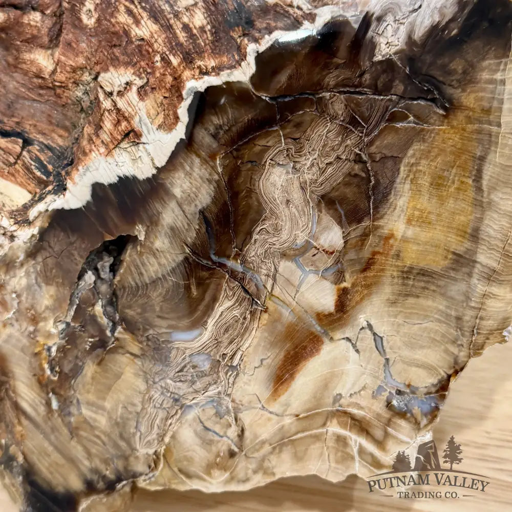 Stinkingwater Oregon Petrified Oak Wood Table Accent 8.8’’ - Free Standing Accent