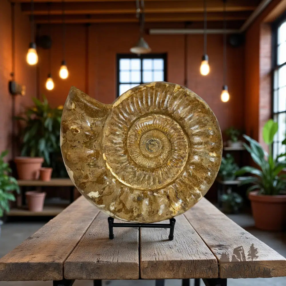 Substantial Jurassic Ammonite Fossil Fossil Specimen