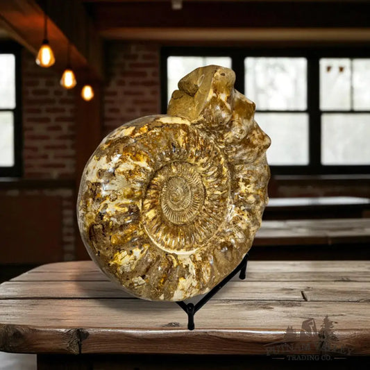 Substantial Jurassic Ammonite Fossil Fossil Specimen