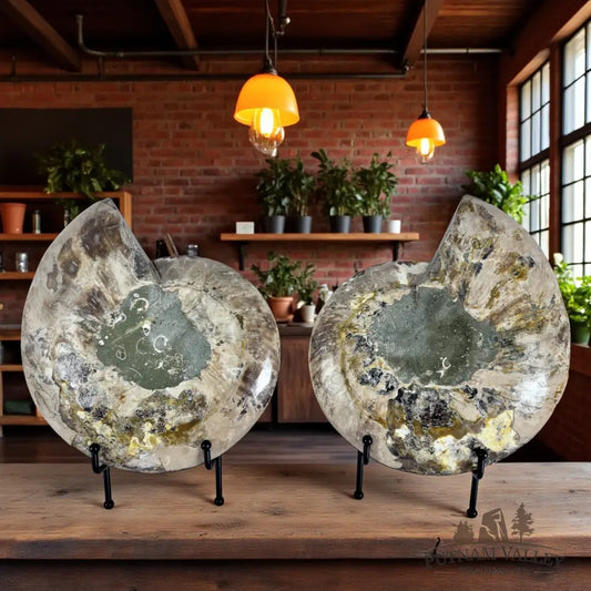 Substantial Split Agatized Ammonite Pair Fossil Pair