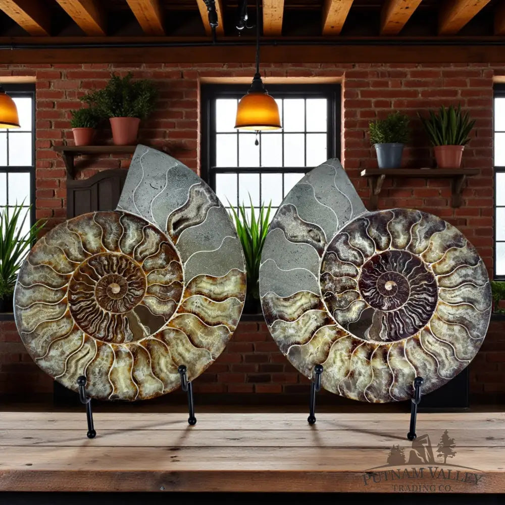 Substantial Split Agatized Ammonite Pair Fossil Pair