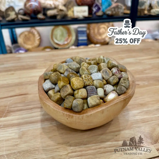 Tumbled Fossilized Coral (½ lb) - Tumbled Stone