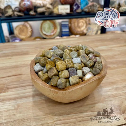 Tumbled Fossilized Coral (½ lb) - Tumbled Stone