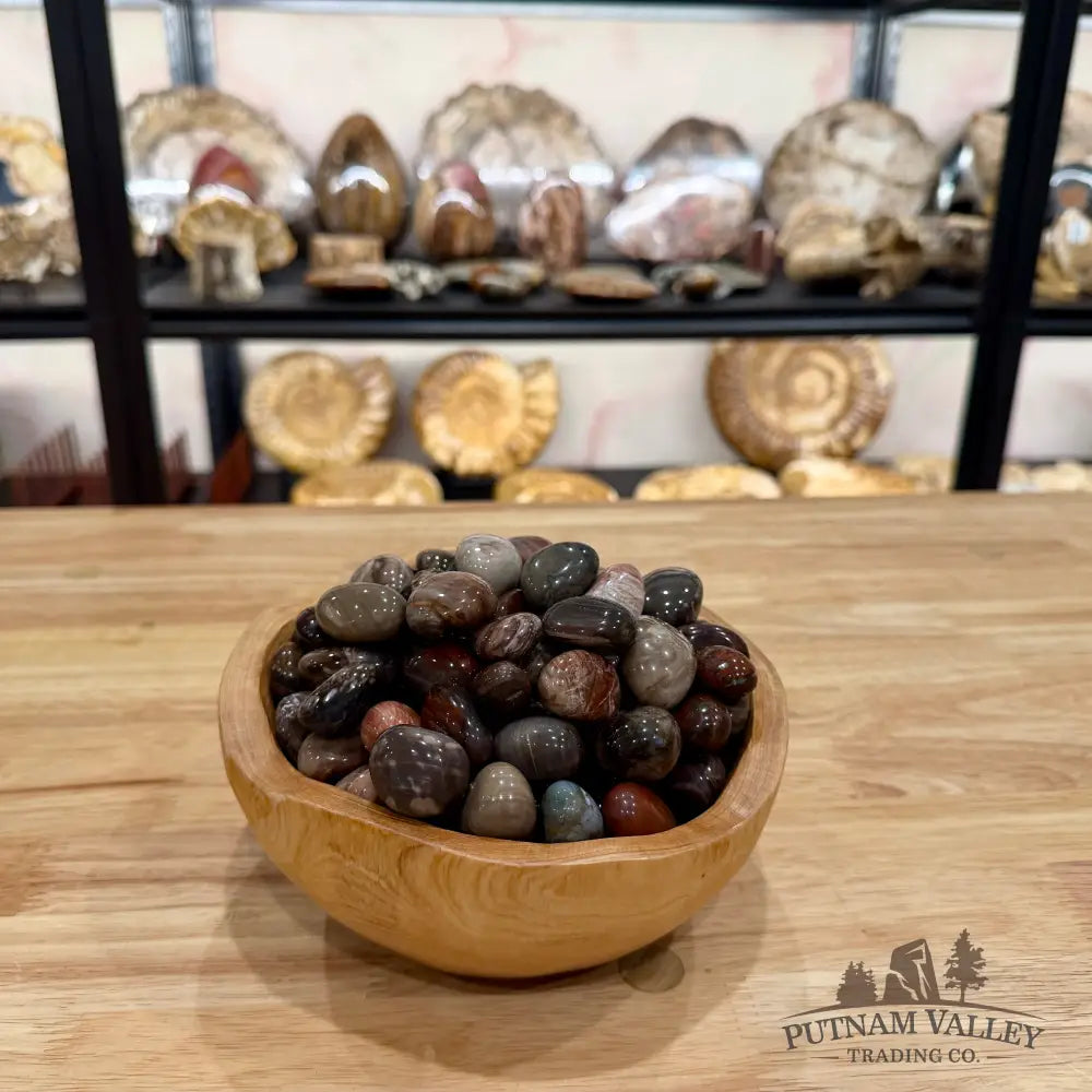 Tumbled Madagascar Petrified Wood (½ lb) Tumbled Stone