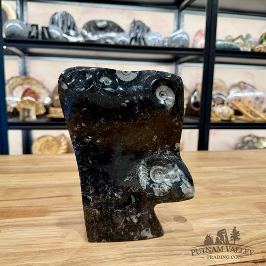 Unique Ammonite Fossil Table Accent Fossil Sculpture