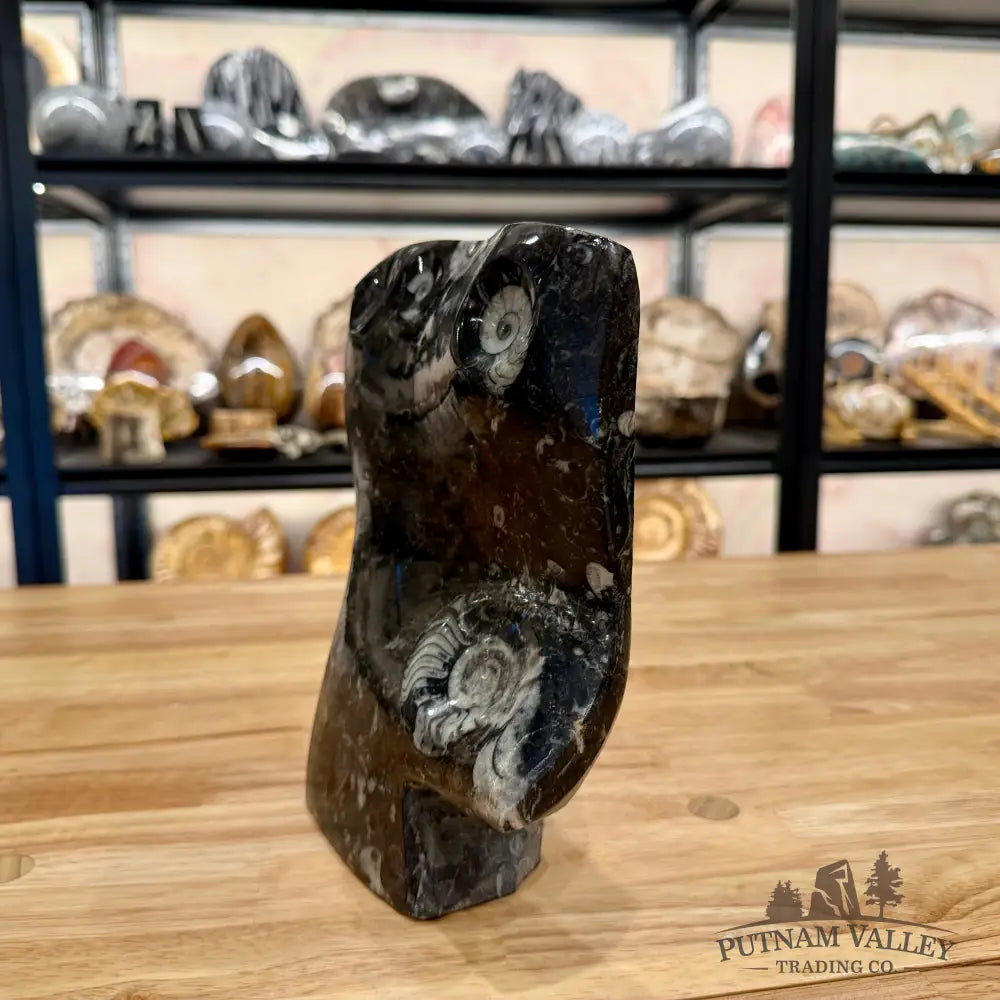 Unique Ammonite Fossil Table Accent Fossil Sculpture