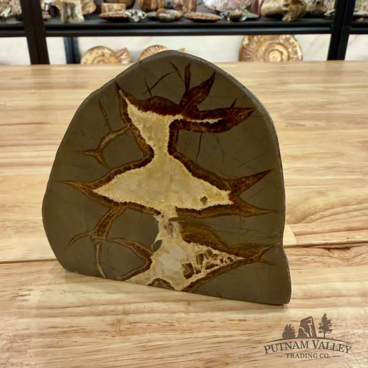Utah Septarian Table Accent Accent