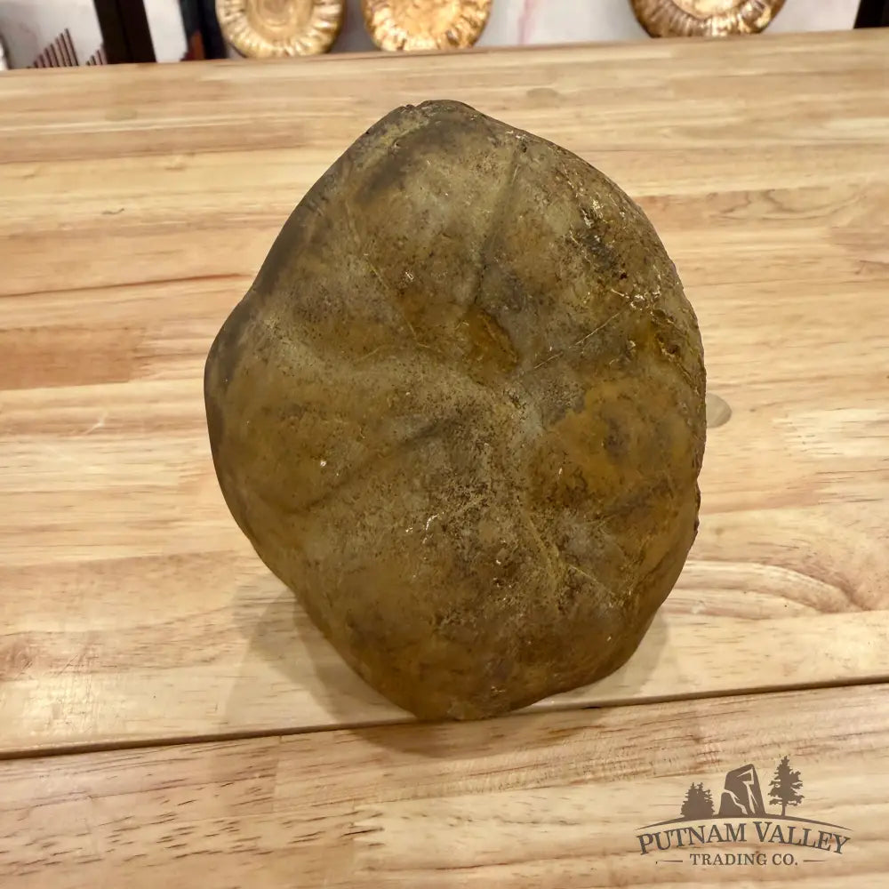 Utah Septarian Table Accent Accent