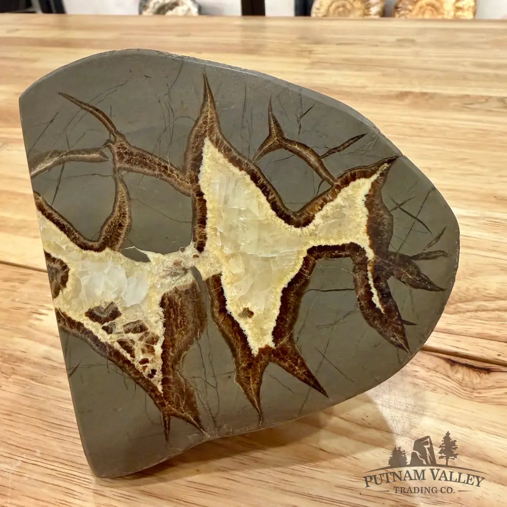 Utah Septarian Table Accent Accent