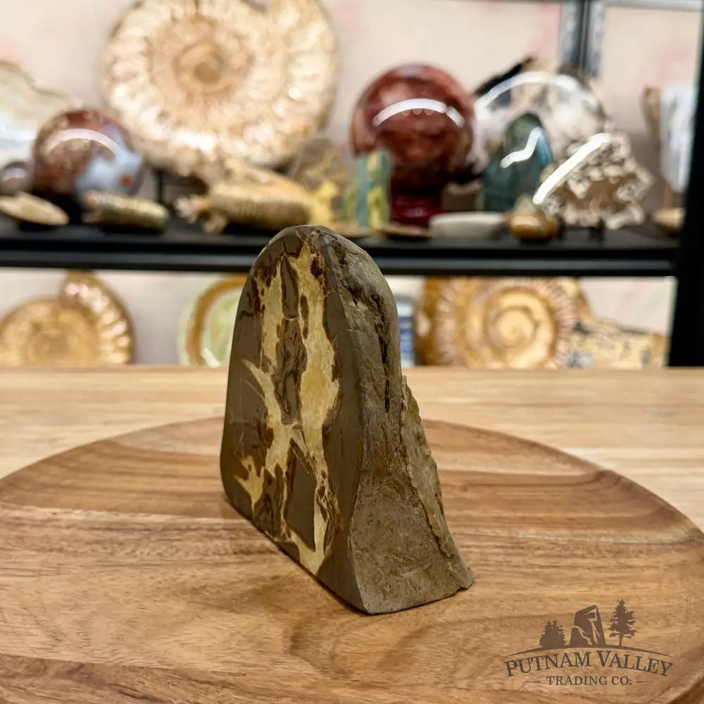 Utah Septarian Table Accent 4.65’’ - Accent