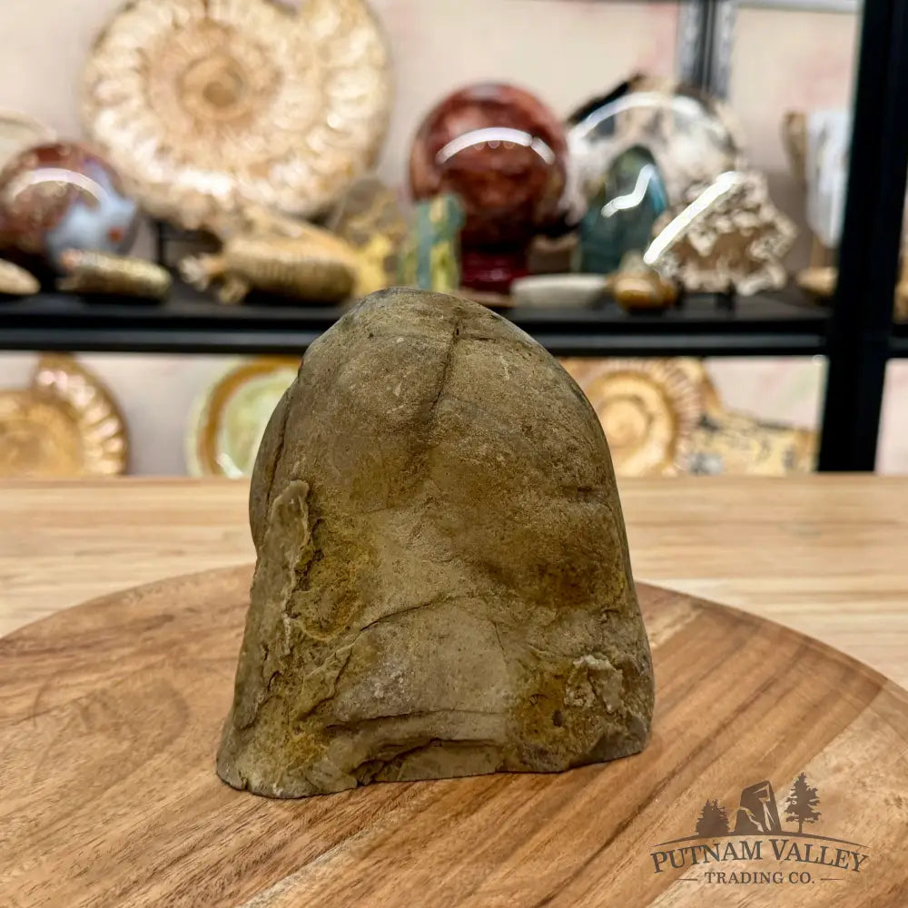 Utah Septarian Table Accent 4.65’’ - Accent