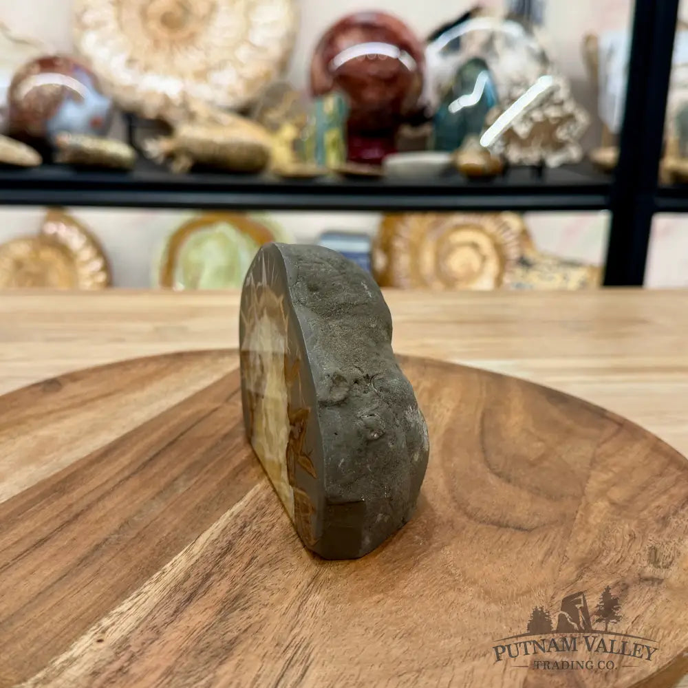 Utah Septarian Table Accent 4.75’’ - Accent