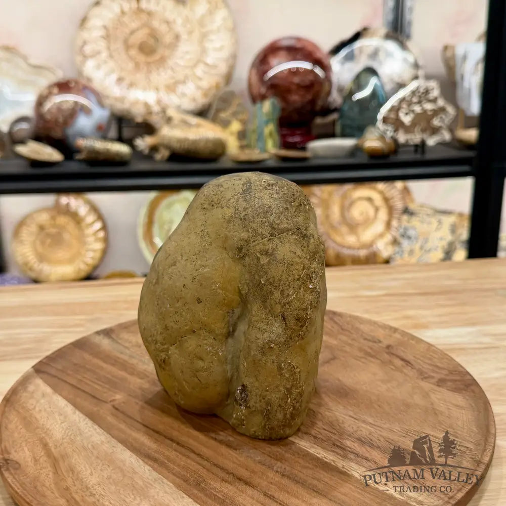 Utah Septarian Table Accent 5.18’’ - Accent