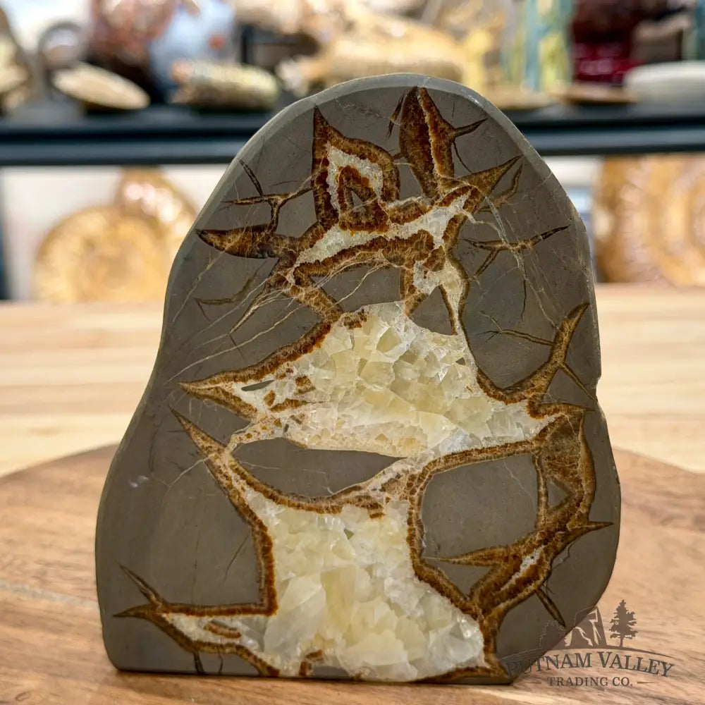 Utah Septarian Table Accent 5.54’’ - Accent
