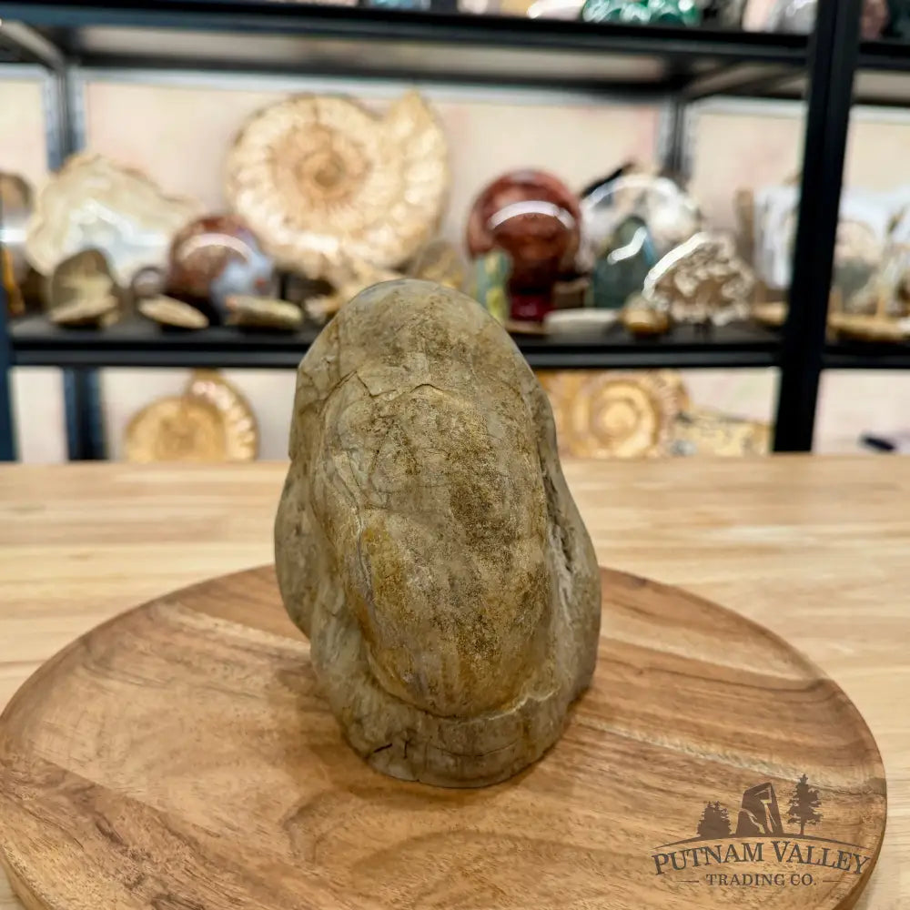 Utah Septarian Table Accent 5.54’’ - Accent