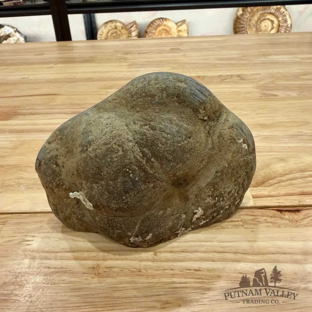 Utah Septarian Table Accent Accent