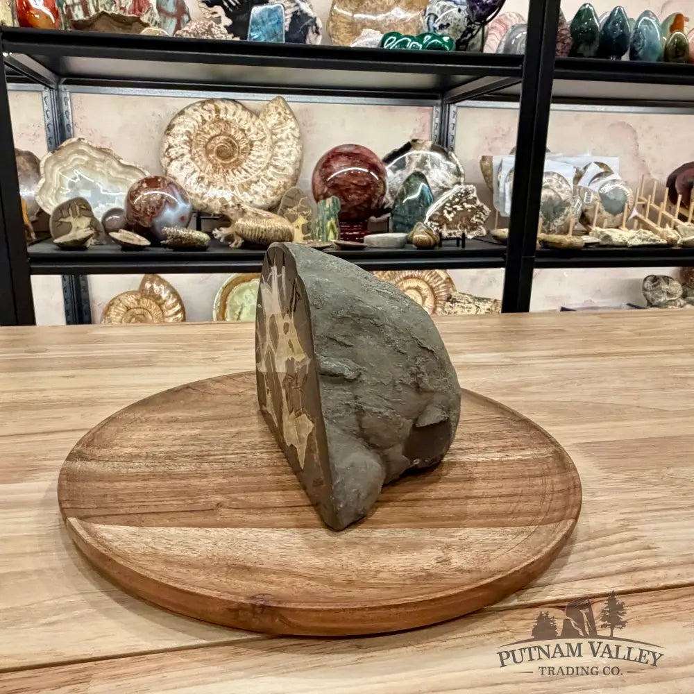 Utah Septarian Table Accent 6.61’’ - Accent