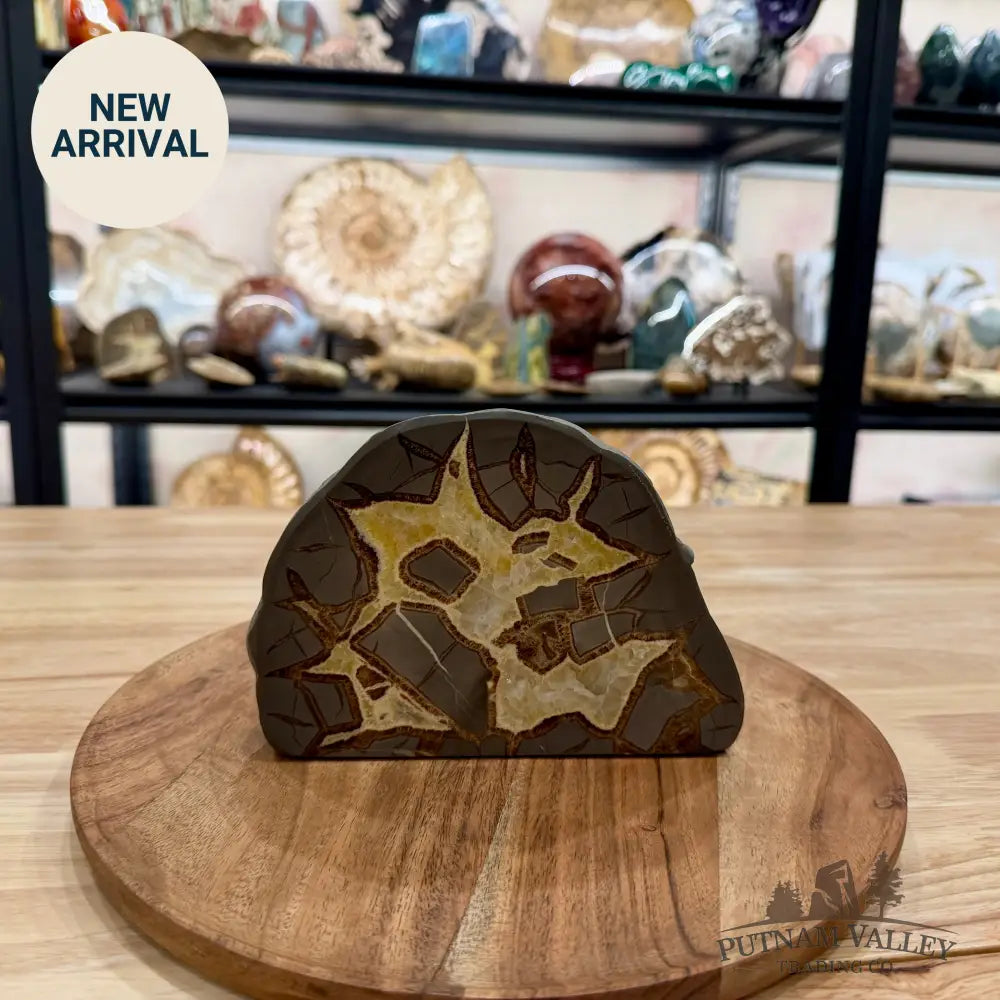 Utah Septarian Table Accent 6.61’’ - Accent