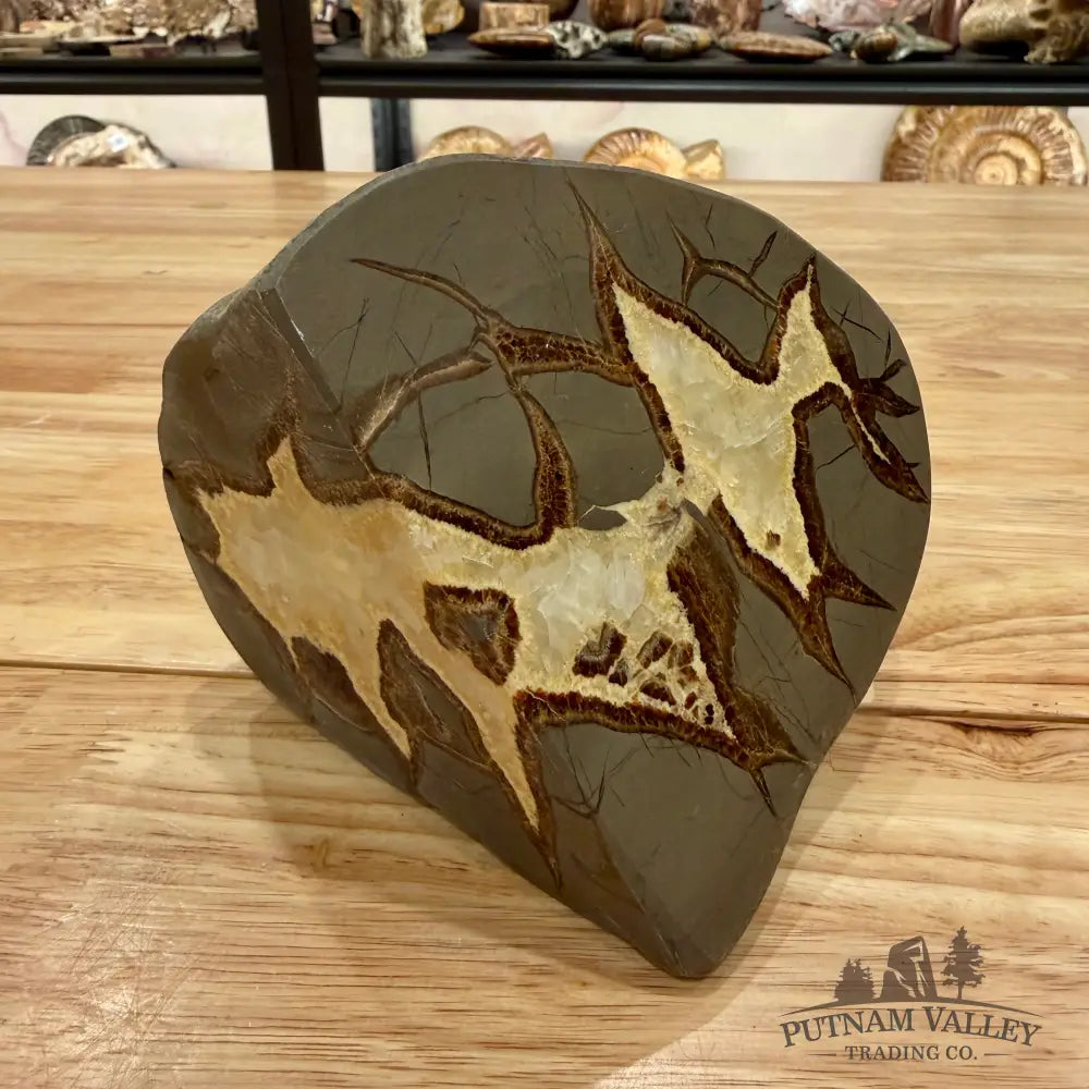 Utah Septarian Table Accent Accent