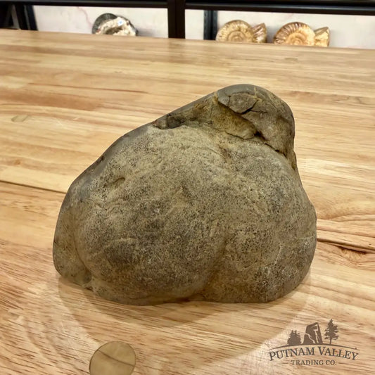 Utah Septarian Table Accent Accent