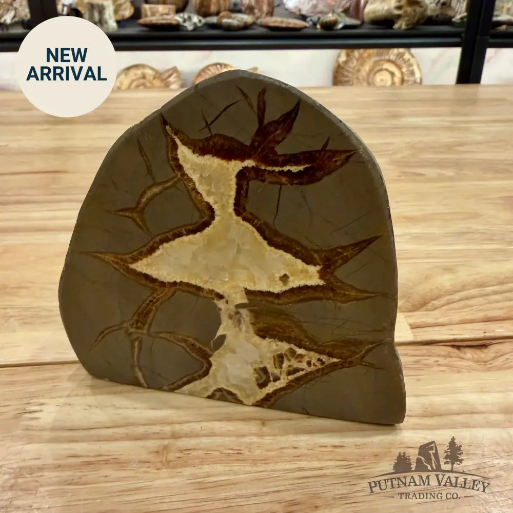 Utah Septarian Table Accent Accent