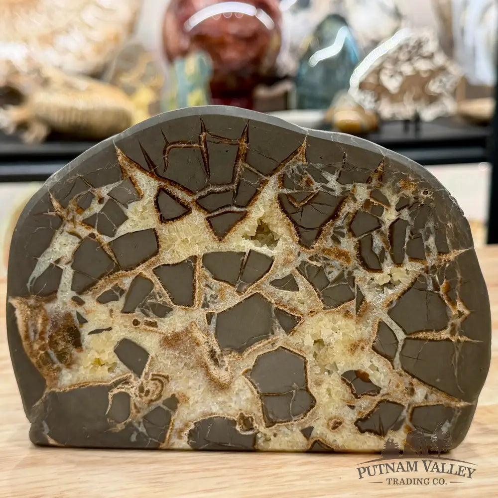 Utah Septarian Table Accent Pair 6.28’’ - Accent
