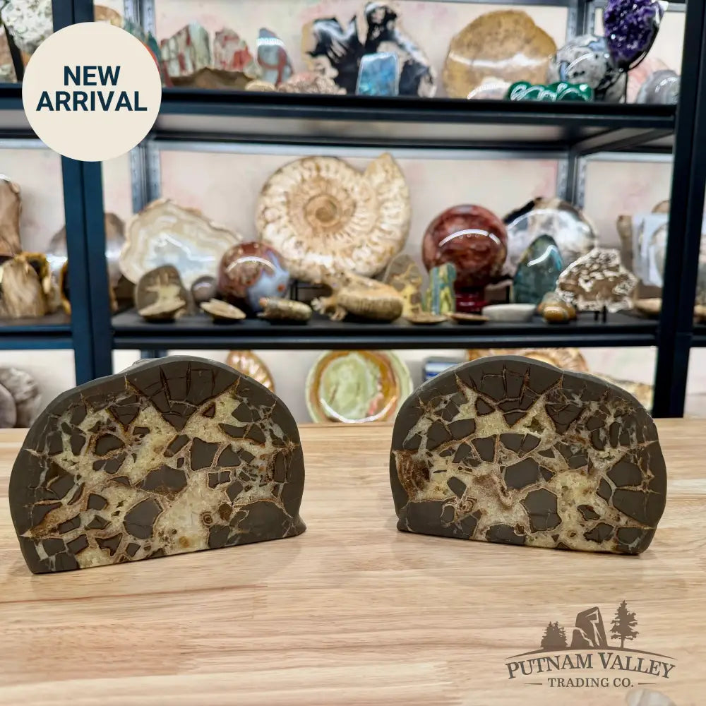 Utah Septarian Table Accent Pair 6.28’’ - Accent