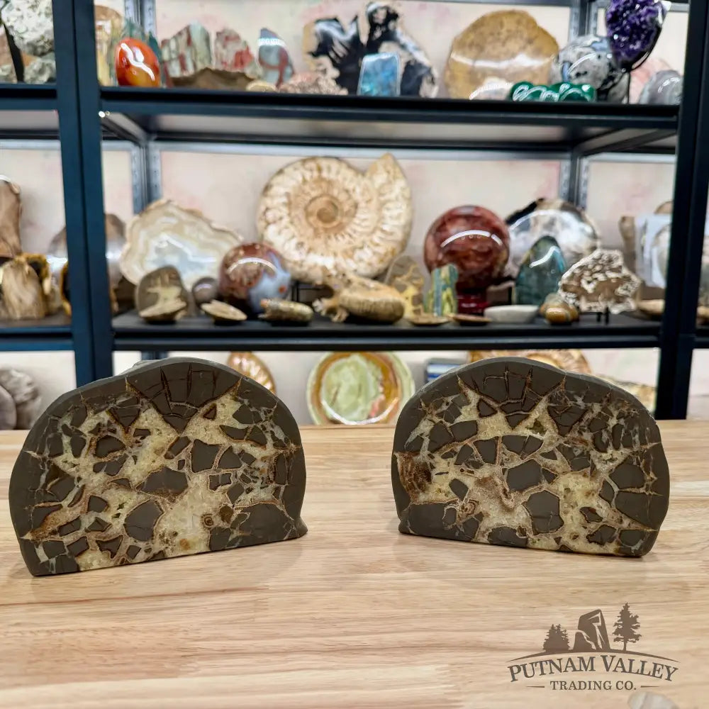 Utah Septarian Table Accent Pair 6.28’’ - Accent