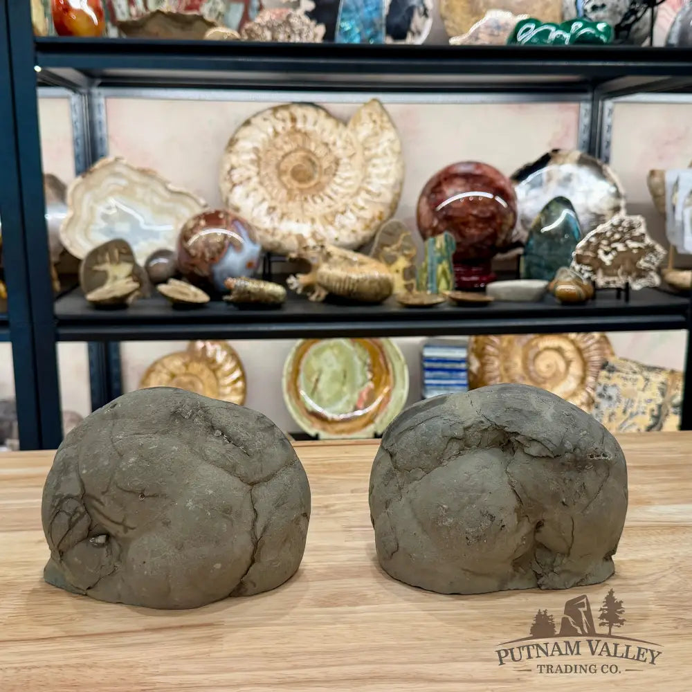 Utah Septarian Table Accent Pair 6.28’’ - Accent